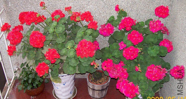 100_1023_����.jpg