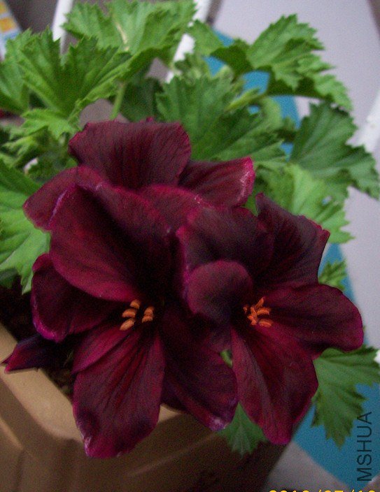 100_1654_����.jpg