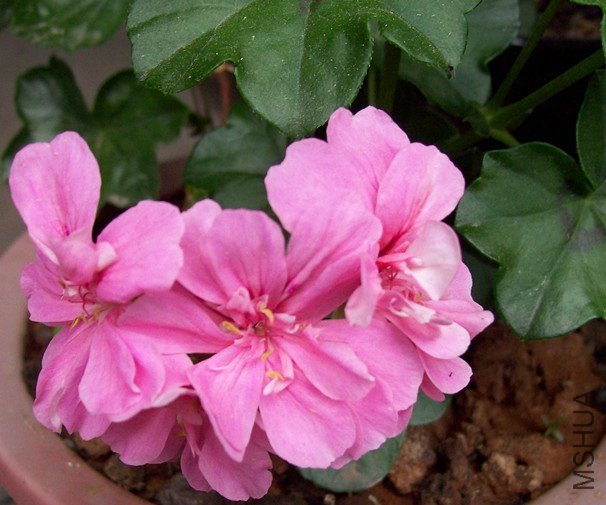 100_2393_����.jpg