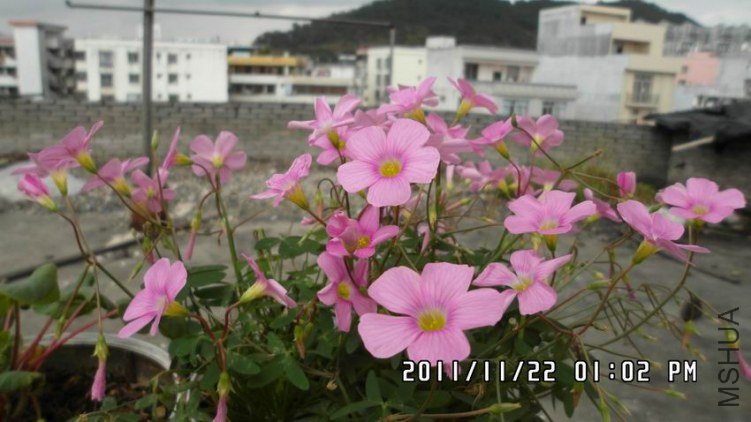 ������С SAM_0504.JPG