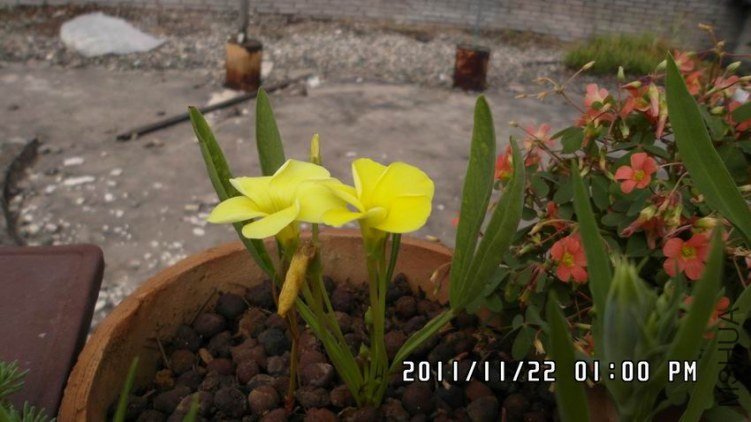 ������С SAM_0496.JPG