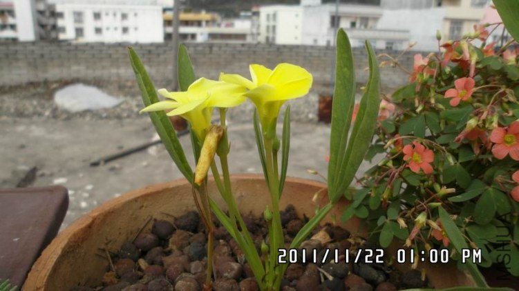 ������С SAM_0494.JPG