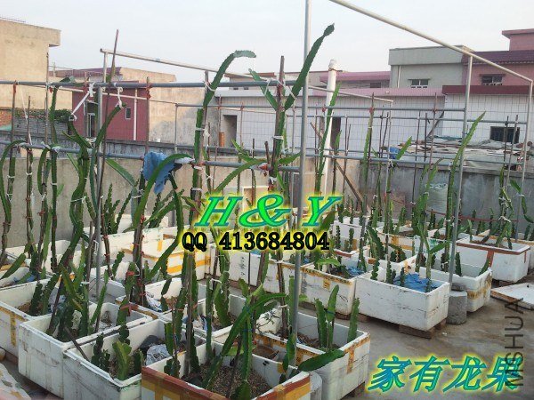 090044nwgiclcbbufznf4n_conew1.jpg