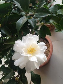 �ײ�÷02.jpg