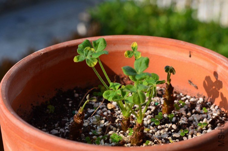 Oxalis megalorrhiza ����20120925 002.JPG