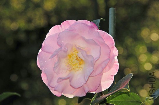 _DSC7961_SS.jpg