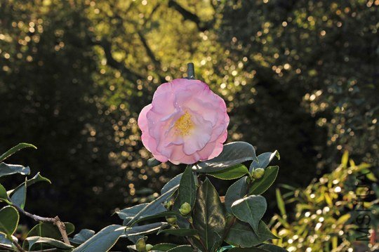 _DSC7976_SS.jpg