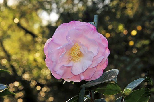 _DSC7977_SS.jpg