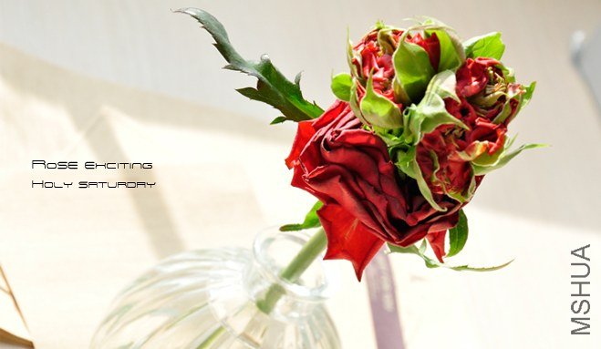 ROSE Exciting Light and Dark2.jpg