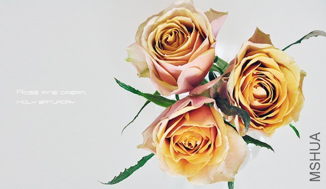 ROSE Pine Dream1.jpg