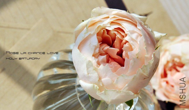 ROSE La Chance Love.jpg