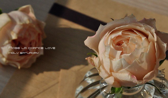 ROSE La Chance Love3.jpg