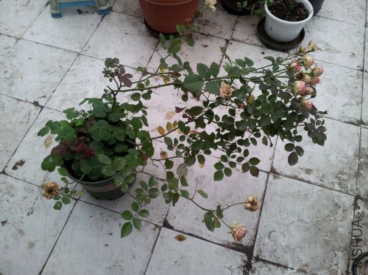 20121124_161043.jpg
