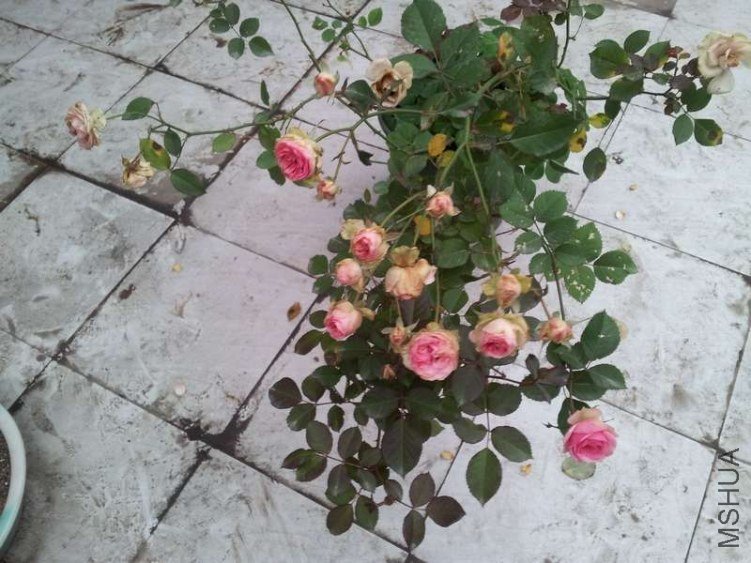 20121124_161052.jpg