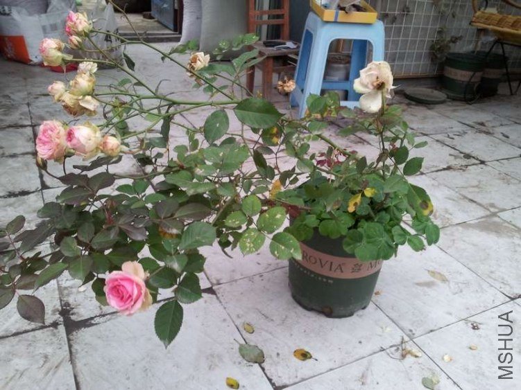 20121124_161059.jpg