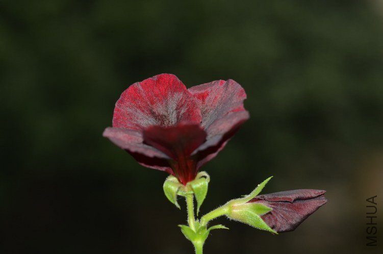 ֱ�����ɿ���20121110 006.JPG