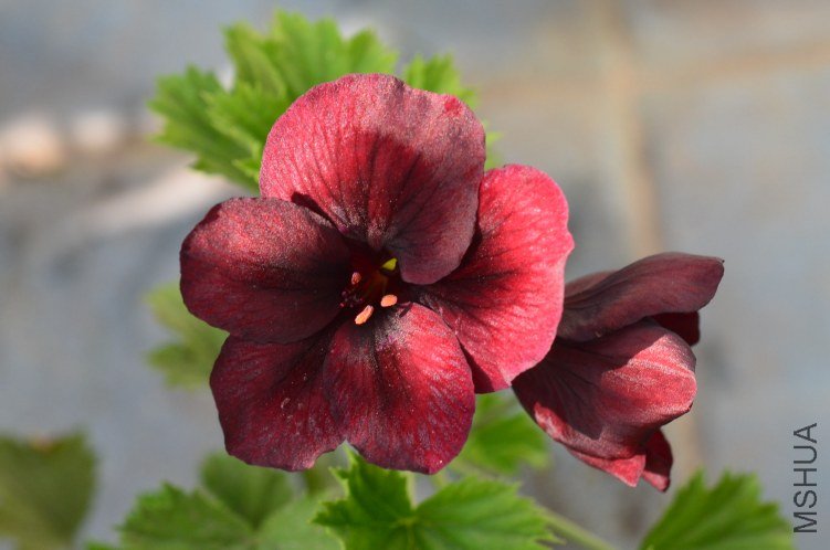 ֱ�����ɿ���20121111 001.JPG