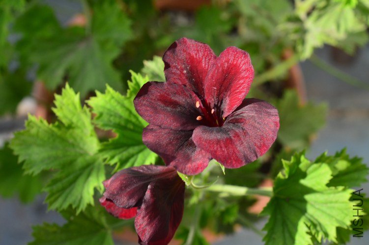 ֱ�����ɿ���20121111 006.JPG