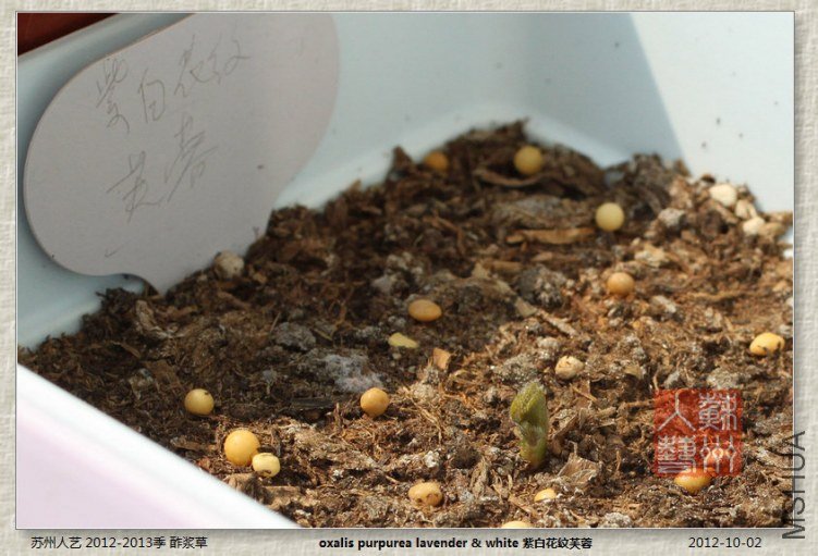 purpurea lavender & white