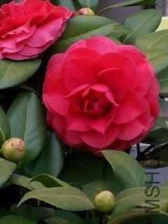 IMG20121125152313.jpg
