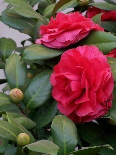 IMG20121125152341.jpg