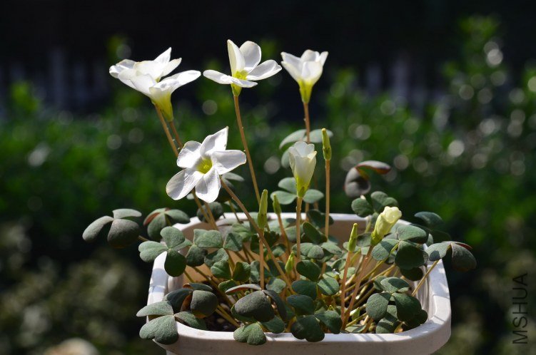 Oxalis obliquifolia white 20121023 001.JPG