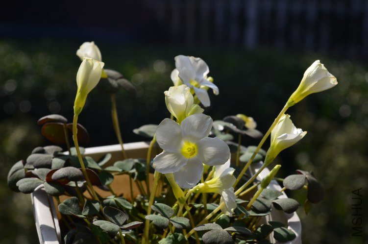 Oxalis obliquifolia white 20121114 001.JPG