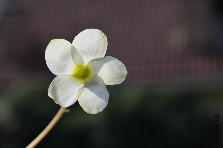 ������С Oxalis obliquifolia white 20121009 003.JPG