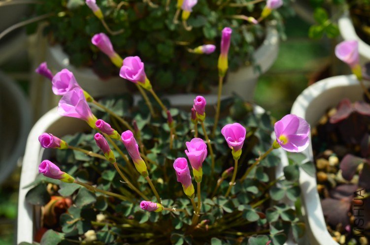DSC_0002.JPG