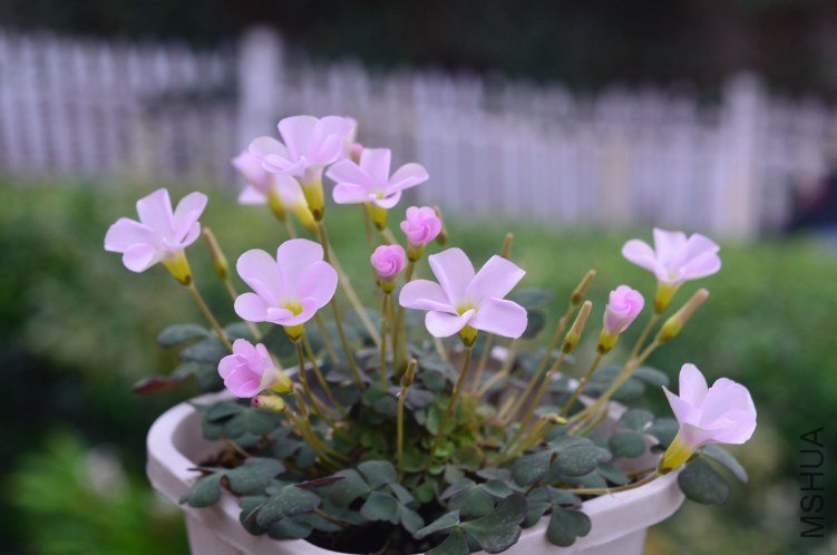 Oxalis puppy love 01 20121110 007.JPG