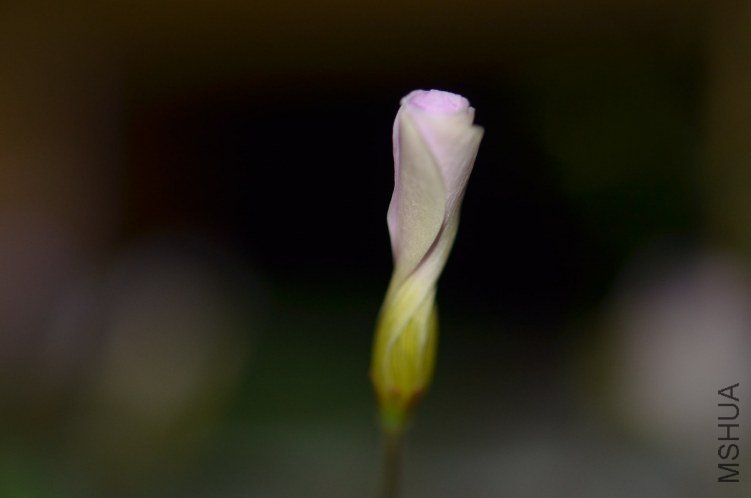 Oxalis puppy love 01 20121112 001.JPG