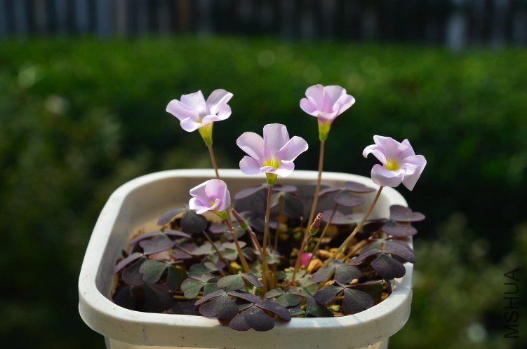Oxalis puppy love 03 20121029 001.JPG