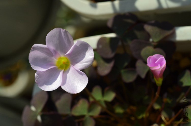 Oxalis puppy love 03 20121115 001.JPG