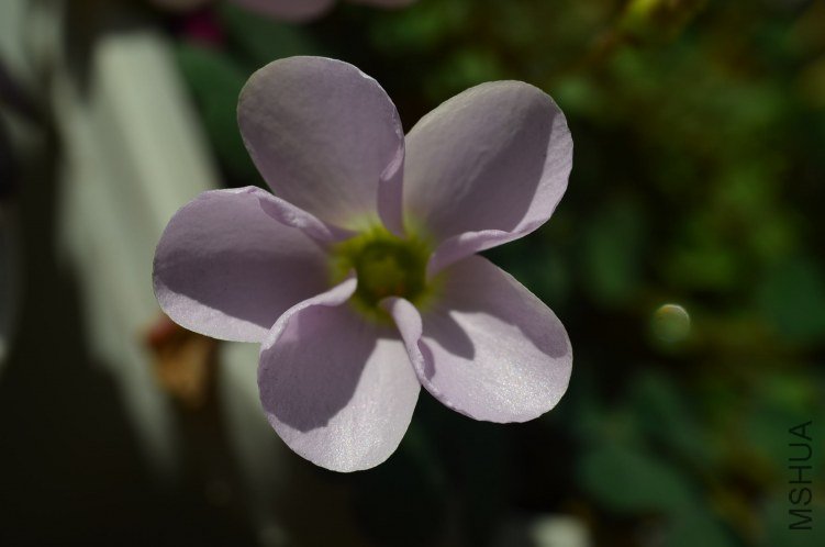 Oxalis puppy love 02 20121105 001.JPG