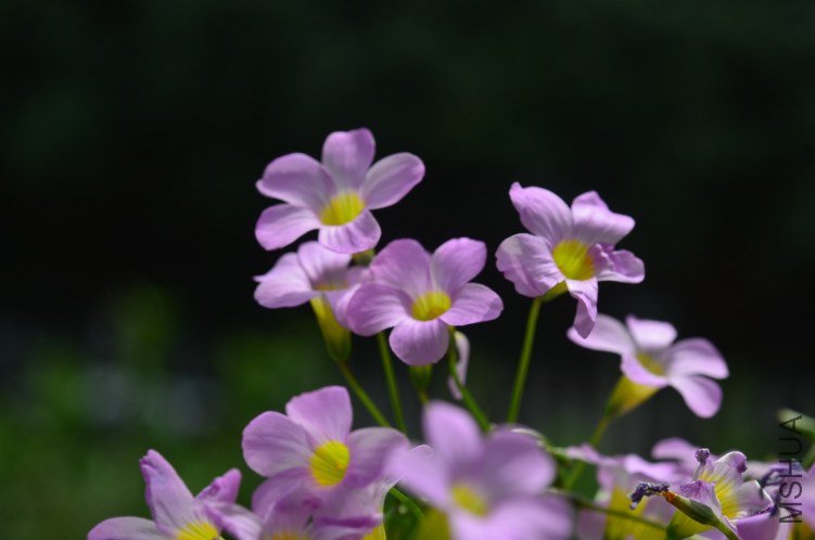 Oxalis caprina 201201014 002.JPG