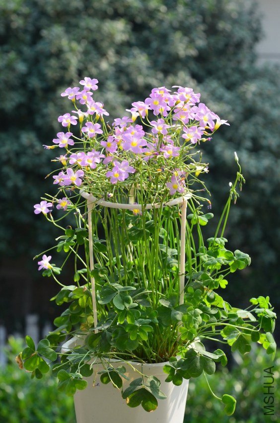 Oxalis caprina 201201020 001.JPG