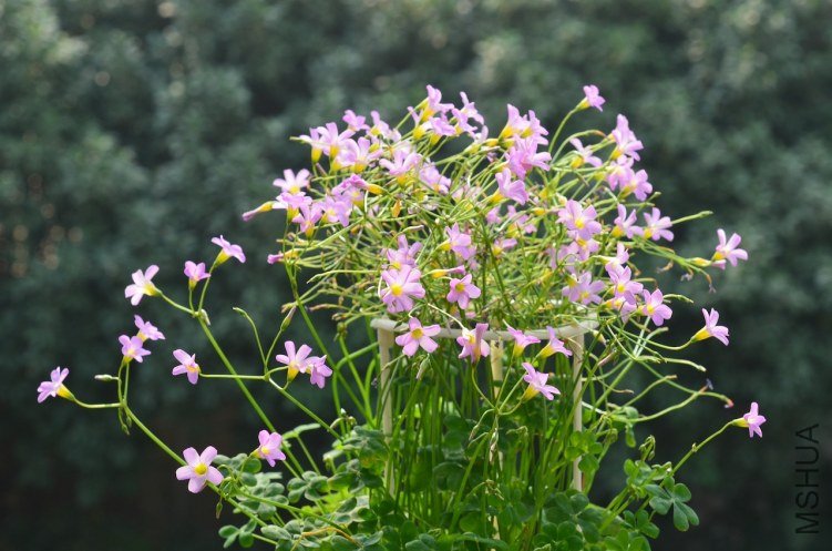 Oxalis caprina 201201028 001.JPG
