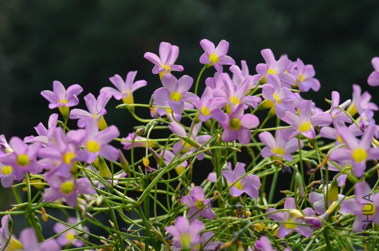������С Oxalis caprina 201201028 003.JPG