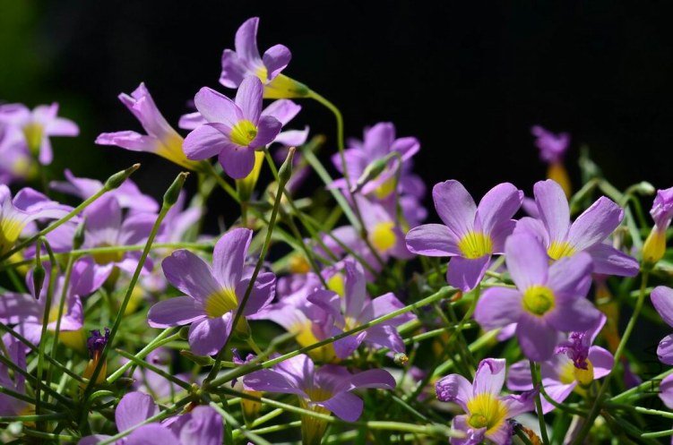 ������С ������С Oxalis caprina 201201011 002.JPG
