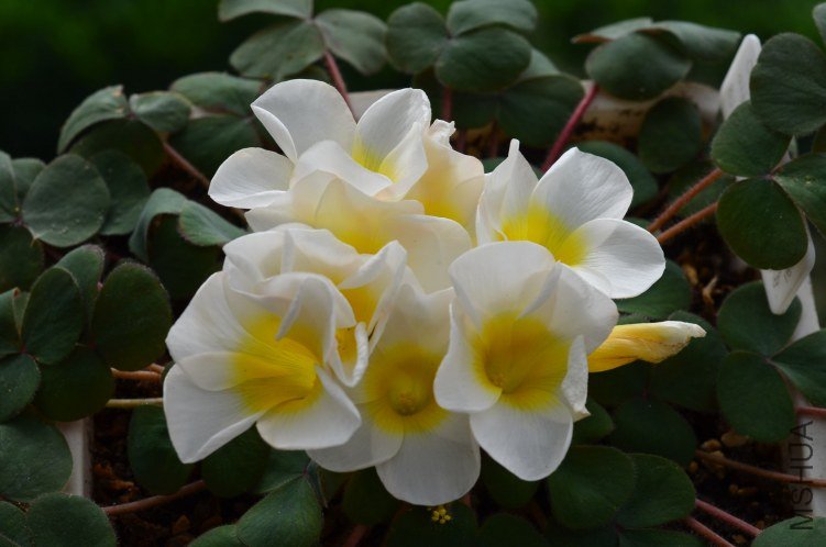 Oxalis purpurea alba red back�����׻ƺ�Ҷ��20121013 001.JPG