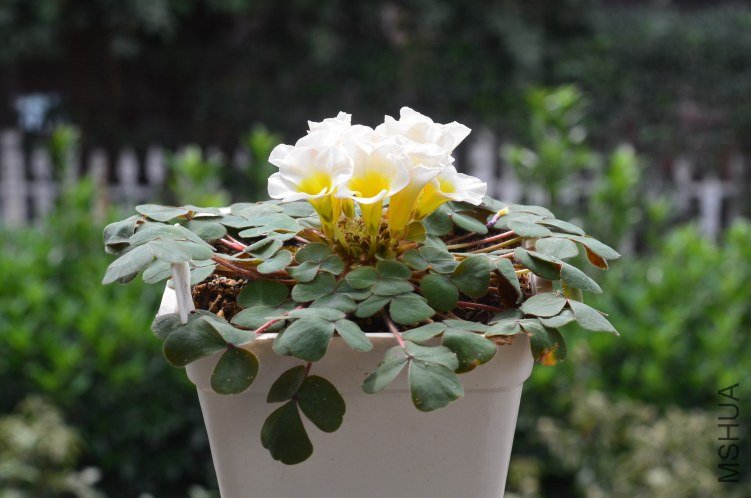 Oxalis purpurea alba red back�����׻ƺ�Ҷ��20121014 001.JPG