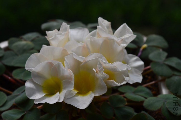 Oxalis purpurea alba red back�����׻ƺ�Ҷ��20121014 005.JPG