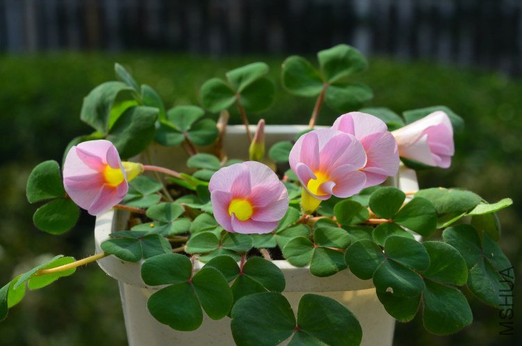 Oxalis purpurea ulifoura 20121029 001.JPG