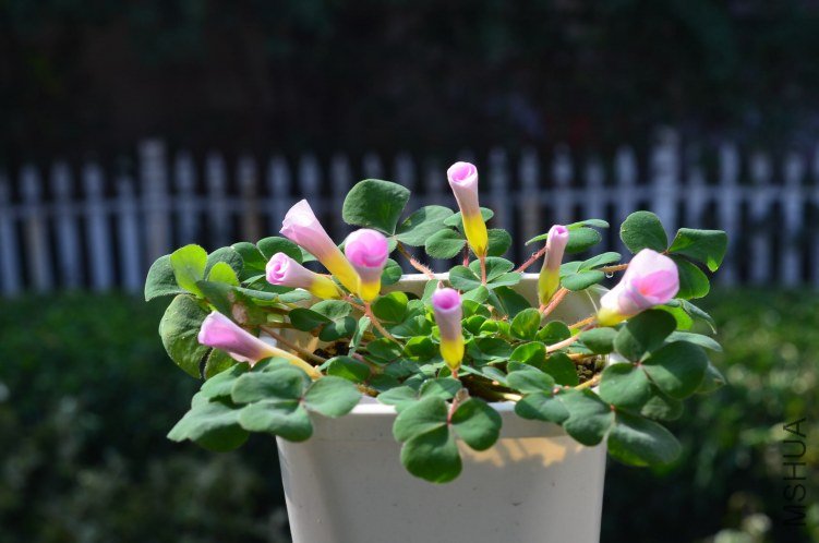 Oxalis purpurea ulifoura 20121102 001.JPG