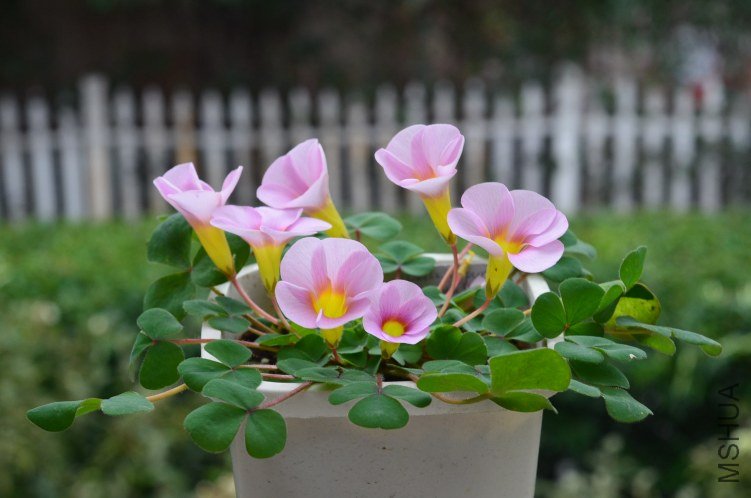 Oxalis purpurea ulifoura 20121103 001.JPG