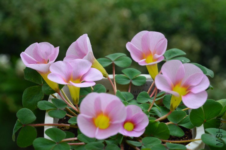 Oxalis purpurea ulifoura 20121103 002.JPG