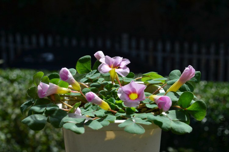Oxalis purpurea ulifoura 20121104 001.JPG