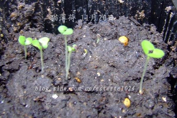 è���� 11��20��.jpg