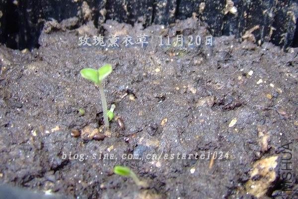 õ��޹�²� 11��20��.jpg