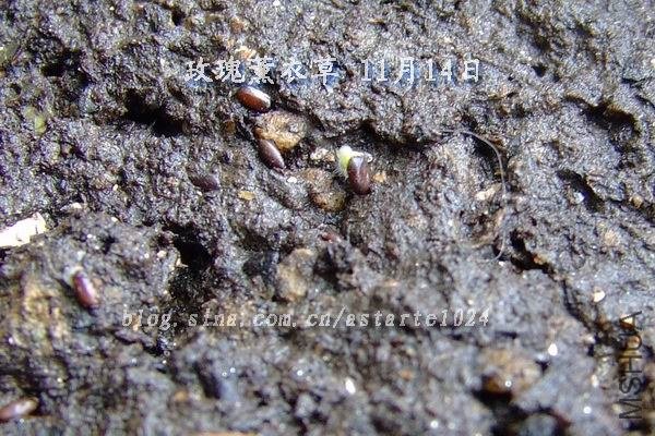 õ��޹�²� 11��14��.jpg